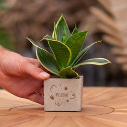 Congreet plantpots + Sansevieria | Welcome (8721225131516)