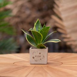 Congreet plantpots + Sansevieria | Welcome (8721225131516)