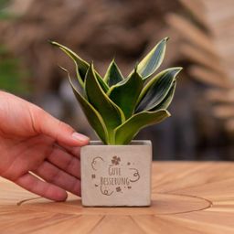 Congreet plantpots + Sansevieria | Gute Besserung (8721225131639)