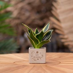 Congreet plantpots + Sansevieria | Gute Besserung (8721225131639)