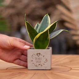 Congreet plantpots + Sansevieria | Du bist Spitze (8721225131653)