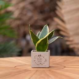 Congreet plantpots + Sansevieria | Du bist Spitze (8721225131653)