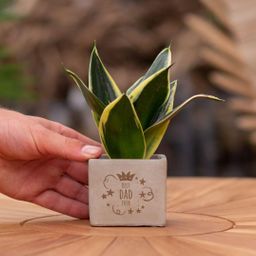 Congreet plantpots + Sansevieria | Best dad ever (8721225131608)