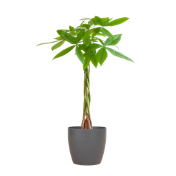 Pachira Aquatica met Viber grijs (8721042063281)