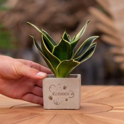Congreet plantpots + Sansevieria | Willkommen (8721225131660)