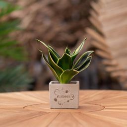 Congreet plantpots + Sansevieria | Willkommen (8721225131660)