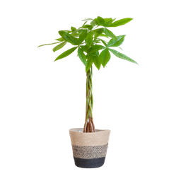 Pachira Aquatica met Mand Lissabon zwart (8721042063250)