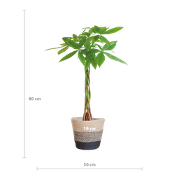 Pachira Aquatica met Mand Lissabon zwart (8721042063250)