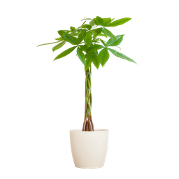 Pachira Aquatica met Viber wit (8721042063274)