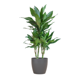 Dracaena Janet Lindt met Viber grijs (8721042063229)