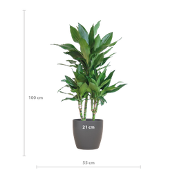 Dracaena Janet Lindt met Viber grijs (8721042063229)