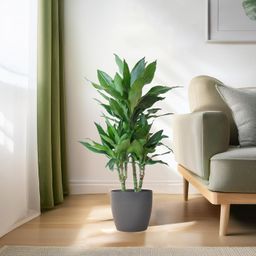 Dracaena Janet Lindt met Viber grijs (8721042063229)