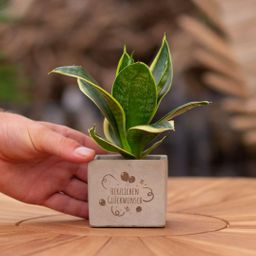 Congreet plantpots + Sansevieria | Herzlichen Glückwunsch (8721225131646)