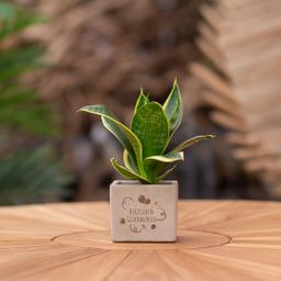 Congreet plantpots + Sansevieria | Herzlichen Glückwunsch (8721225131646)