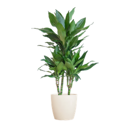 Dracaena Janet Lindt met Viber wit (8721042063212)