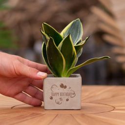 Congreet plantpots + Sansevieria | Happy birthday (8721225131530)