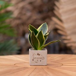 Congreet plantpots + Sansevieria | Happy birthday (8721225131530)