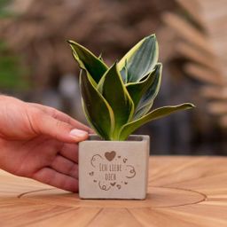 Congreet plantpots + Sansevieria | Ich liebe Dich (8721225131615)