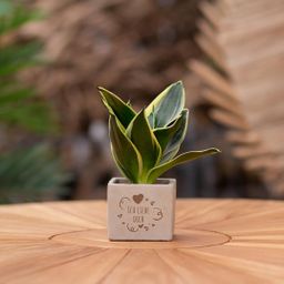 Congreet plantpots + Sansevieria | Ich liebe Dich (8721225131615)