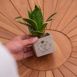 Congreet plantpots + Sansevieria | Ich liebe Dich (8721225131615)