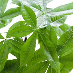 Pachira Aquatica met Mand Lissabon wit (8721042063243)