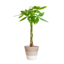 Pachira Aquatica met Mand Lissabon wit (8721042063243)
