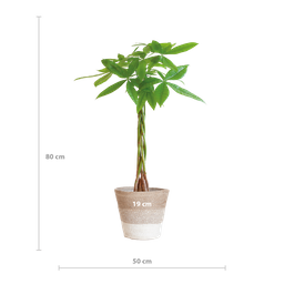 Pachira Aquatica met Mand Lissabon wit (8721042063243)