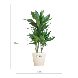 Dracaena Janet Lindt met Viber wit (8721042063212)