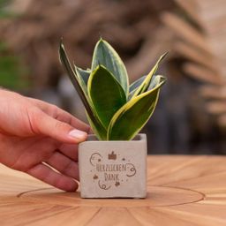 Congreet plantpots + Sansevieria | Herzlichen Dank (8721225131622)