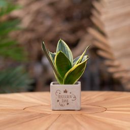 Congreet plantpots + Sansevieria | Herzlichen Dank (8721225131622)