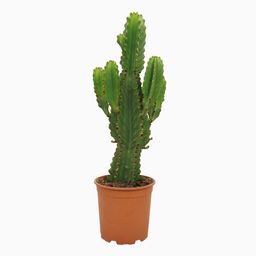 House of cactus Euphorbia ingens 21cm (29192)