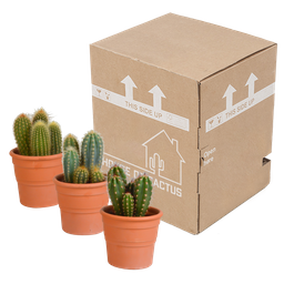 House of cactus Cereus mix 10,5cm - 3x - in terracotta pot (8720387961436)