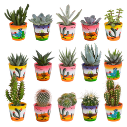 House of cactus Cactus en vetplanten mix 5.5 cm | 15 stuks - in Mexicaanse pot (8720387961160)