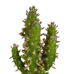 House of cactus Cactus en vetplanten mix 5.5 cm | 15 stuks - in Mexicaanse pot (8720387961160)
