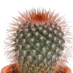 House of cactus Cactus en vetplanten mix 5.5 cm | 15 stuks - in Mexicaanse pot (8720387961160)