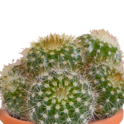 House of cactus Cactus en vetplanten mix 5.5 cm | 15 stuks - in Mexicaanse pot (8720387961160)