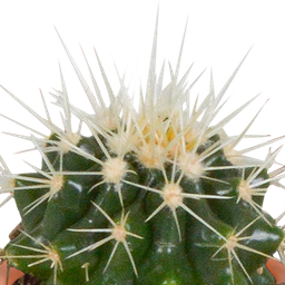 House of cactus Cactus en vetplanten mix 5.5 cm | 15 stuks - in Mexicaanse pot (8720387961160)