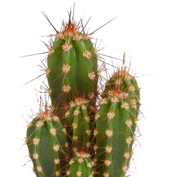 House of cactus Cactus en vetplanten mix 5.5 cm | 15 stuks - in Mexicaanse pot (8720387961160)