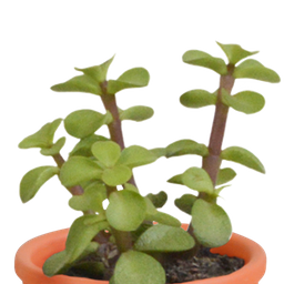 House of cactus Cactus en vetplanten mix 5.5 cm | 15 stuks - in Mexicaanse pot (8720387961160)