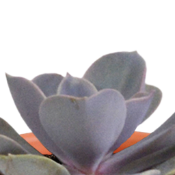 House of cactus Cactus en vetplanten mix 5.5 cm | 15 stuks - in Mexicaanse pot (8720387961160)