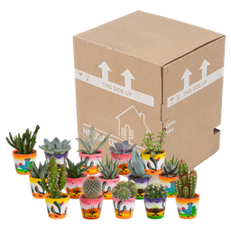 House of cactus Cactus en vetplanten mix 5.5 cm | 15 stuks - in Mexicaanse pot (8720387961160)