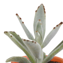 House of cactus Cactus en vetplanten mix 5.5 cm | 15 stuks - in Mexicaanse pot (8720387961160)