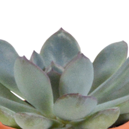 House of cactus Cactus en vetplanten mix 5.5 cm | 15 stuks - in Mexicaanse pot (8720387961160)