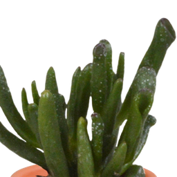 House of cactus Cactus en vetplanten mix 5.5 cm | 15 stuks - in Mexicaanse pot (8720387961160)