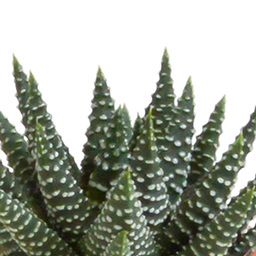 House of cactus Cactus en vetplanten mix 5.5 cm | 15 stuks - in Mexicaanse pot (8720387961160)