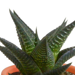 House of cactus Cactus en vetplanten mix 5.5 cm | 15 stuks - in Mexicaanse pot (8720387961160)