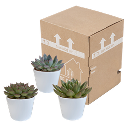 House of cactus Echeveria mix 10.5 cm - 3x - in witte pot (8720618070227)