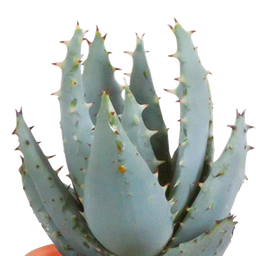 House of cactus Cactus en vetplanten mix 5.5 cm | 15 stuks - in Mexicaanse pot (8720387961160)