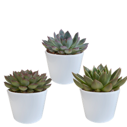 House of cactus Echeveria mix 10.5 cm - 3x - in witte pot (8720618070227)