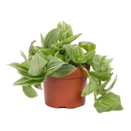 Tradescantia Albovittata Green Glacier 12cm (49943)